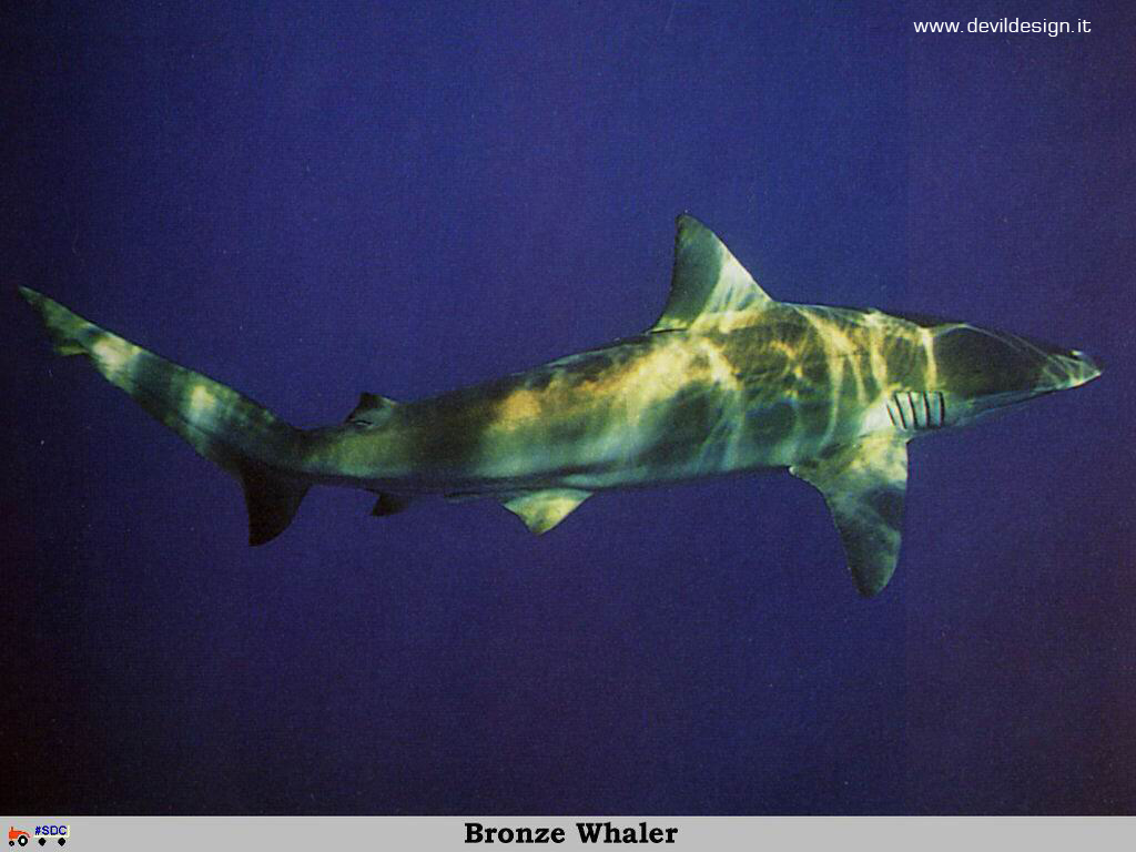 GCSR037-Bronze_Whaler copia